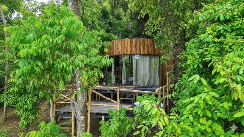Dacnis tayrona glamping