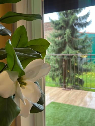 EUROPA22 Coffe House - 2 pokoje CENTRUM MIASTA Tomaszów Maz - dla max 7 osób ze wspólną łazienką (EUROPA22 Tea House - 2 pokoje na wylacznosc badz apartament CENTRUM MIASTA Tomaszow Maz - dla max 7 ) in 托馬舒夫馬佐夫舍