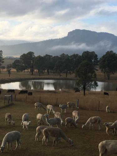 Starline Alpacas Farmstay Resort