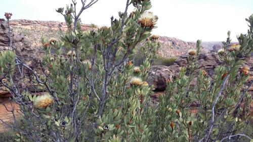 Kleinfontein Kleinfontein