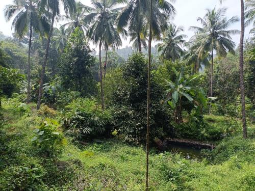 Morning mist holidays Thusharagiri in Thusaragiri