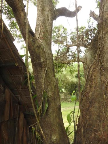 Siem Reap Tree Top Eco Lodge in Puok