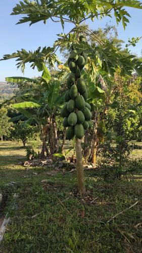 Khao Kho RATTHANATHON Farm Hotel room
