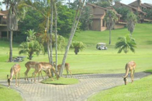 View, San Lameer Villa 2012 in Southbroom