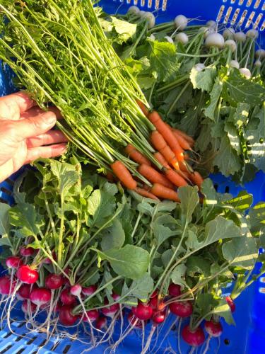 稲花 TŌKA Stay&Resot