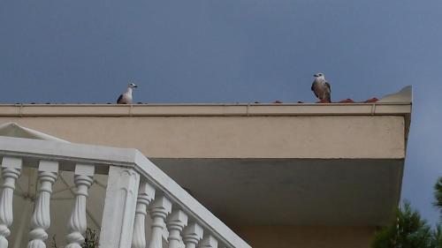 Apartment Gevera, Split (photo 6)