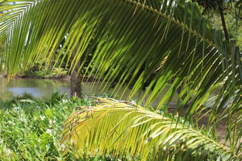Garden, Acajou Hotel in Grande Riviere