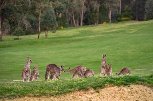A környék, Izzy's Retreat in Creswick