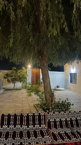 Acacia bidiyah in Al Wasil