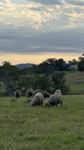 Kilátás, Kalimna Homestead, Historic Stays, Hunter Valley in Paterson