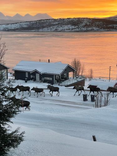 Arctic View Apartment - Country Retreat near Tromso in Straumsbukta