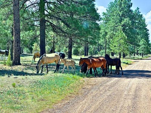 Forest edge, wild mustangs nearby, balcony views By Vacation Your Way