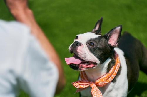 Solana富士御殿場