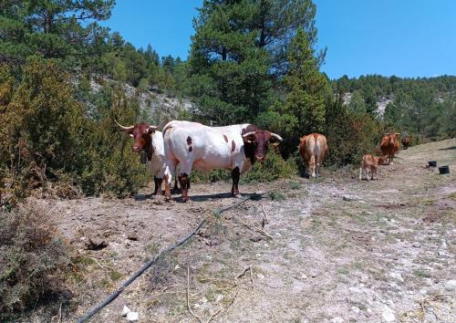 Apartamentos de Turismo Rural La Rocha in Fortanete