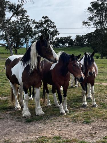 High country trail rides & farmstay in Oberon
