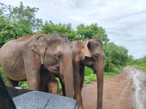 Diamond Resorts - Udawalawe