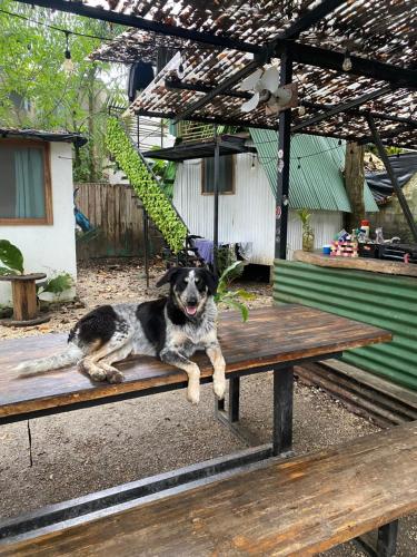 Maudie in Santa Teresa
