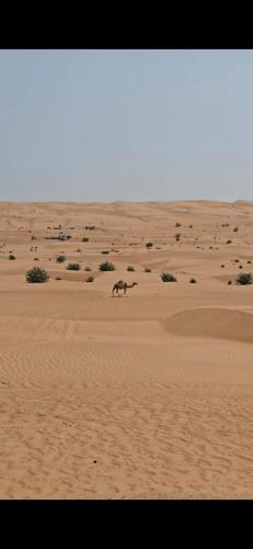 مخيم المشراف in Al Wasil