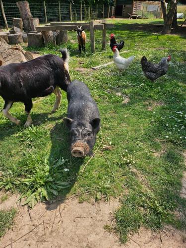 돈느망 상 마메 appartement Plume de repos 4성급 싱글룸 수영장