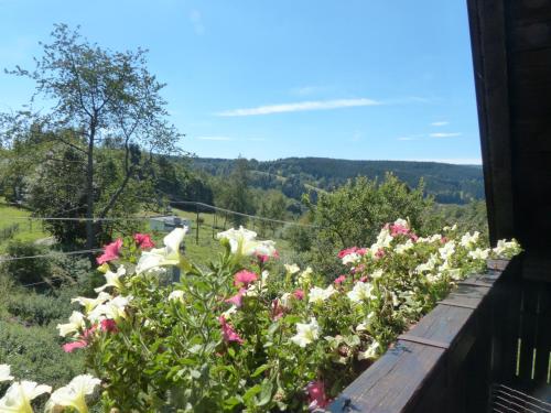 Bizoní dvůr (Bizoni dvur) in Nicova