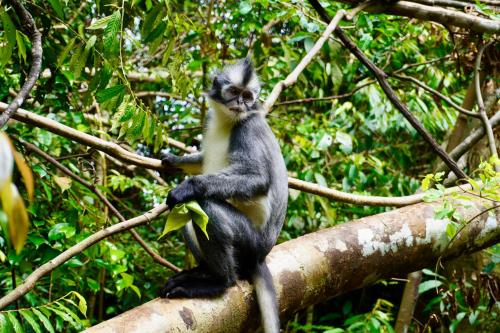 Attractions, Ecotourism Bukit Lawang Bungalow in Bukit Lawang