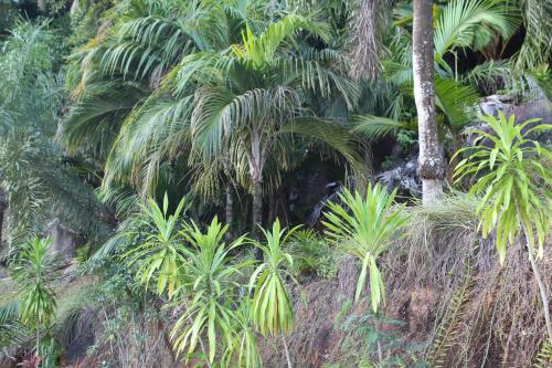 سكن ستيفنا سكن ستيفنا