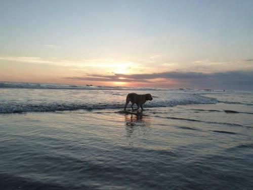 Eco-Hotel Playa Quilombo photo