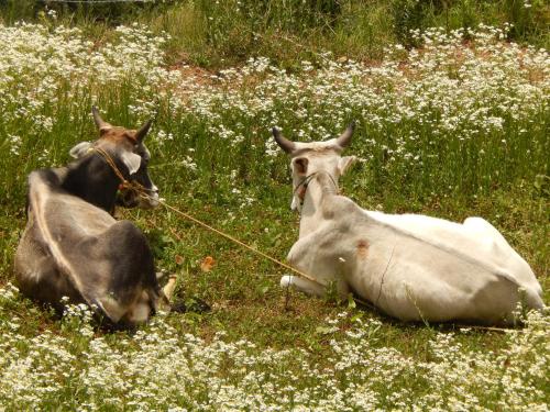 Dhanaulti Camp Homes And Nature Resort