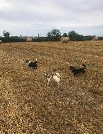 Artists and Writers Farm Space in Clane