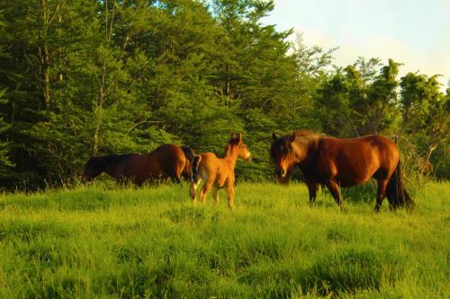  La casa con giardino tra borghi, boschi cascate e natura in Borzonasca
