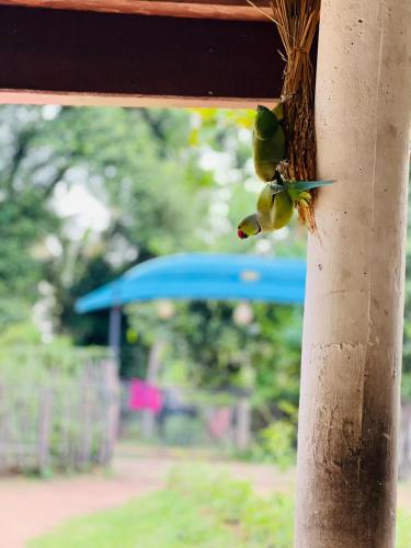 Chandrika Y Resort in Embilipitiya New Town