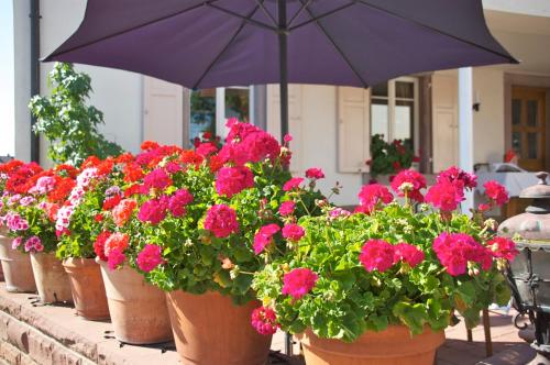Hotel Hirsch 4