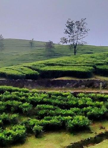 Mullassery H Stay - Narakakkanam