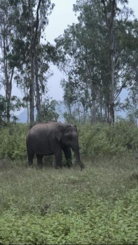 Tusker & Gaur - Bandipur in Guruvegowdanhundi