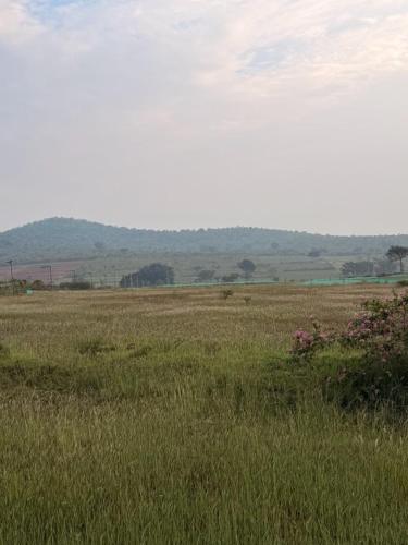 Tusker & Gaur - Bandipur in Guruvegowdanhundi