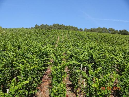 Iekārtas, 2 Weinhaus Marmann in Osann-Monzel