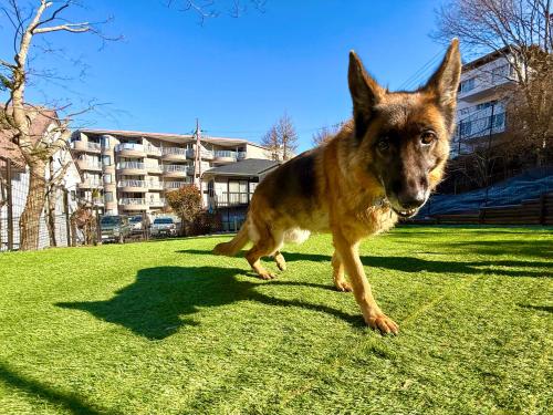 THE BLISS FUJI - YAMANAKAKO private Sauna Villa with 100m2 Dog Run