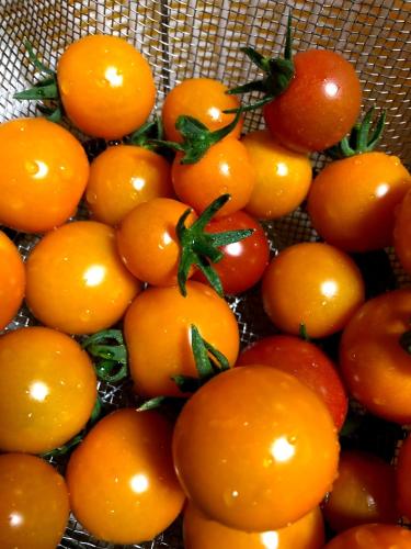 Nouka Minsyuku Nakajima - Vacation STAY 99829