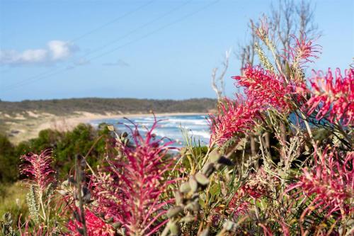 The Beach House Family and Pet Friendly Beach Location in Lake Conjola