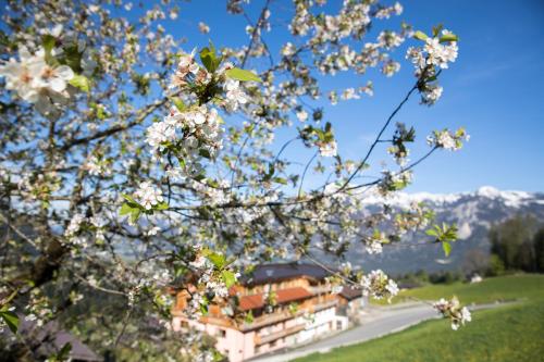  Hotel & Alpengasthof Pinzgerhof in Reith im Alpbachtal