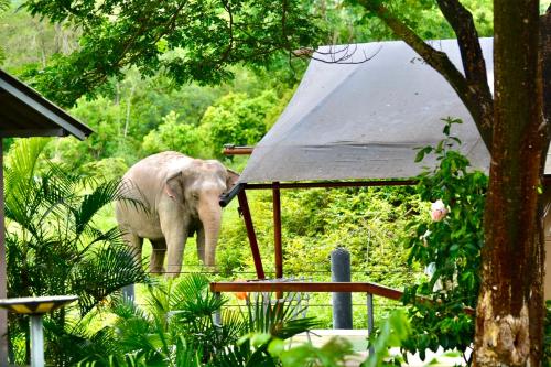 Surrounding environment, Elephant View Camp in Khao Yai (Cha-am)