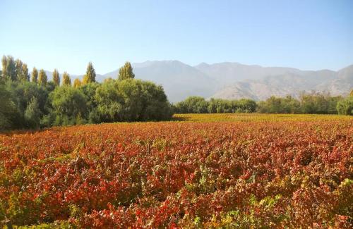 Tipaume Boutique Vineyard Farm Stay