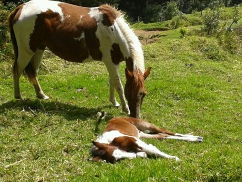 拉古尼亚斯德尔波阿斯山林小屋