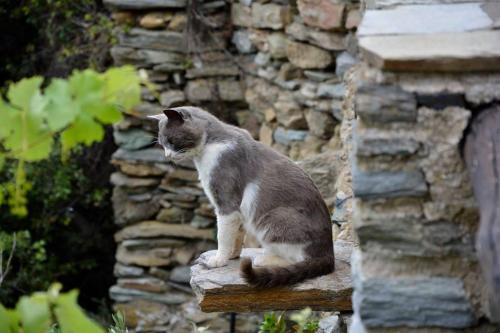 Accommodation in Andros