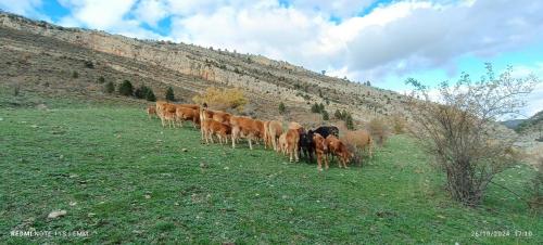 Apartamentos de Turismo Rural La Rocha in Fortanete