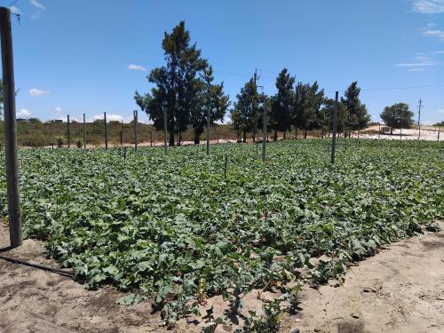 Magic Flame farm in Hopefield