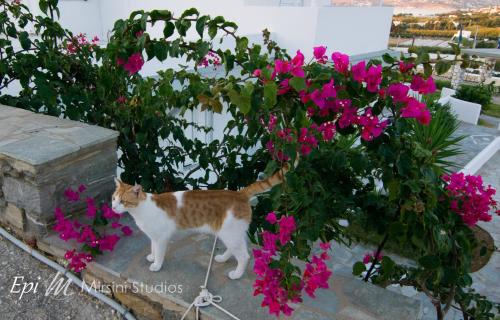 Mirsini Studios - image 10
