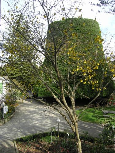 Bucket Tree Lodge - image 2
