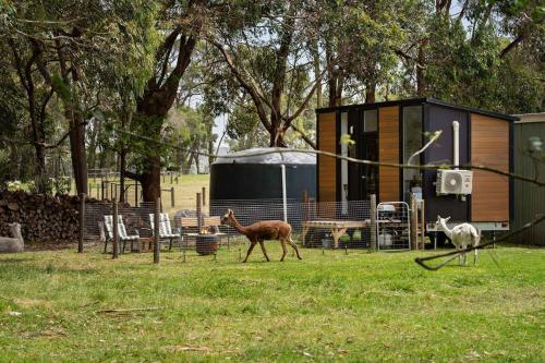 Sleeping Amongst Animals by Tiny Away in Grantville
