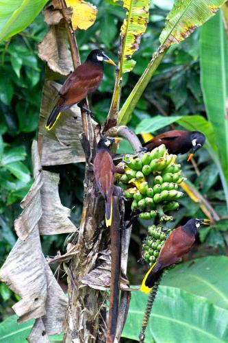 La Loma Jungle Lodge and Chocolate Farm